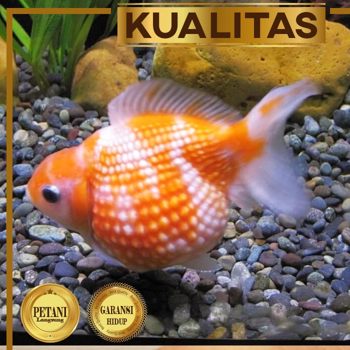 Mas Koki Mutiara Tikus Ikan Hias Aquascape Hiasan Aquarium Tanaman Air atau Kolam