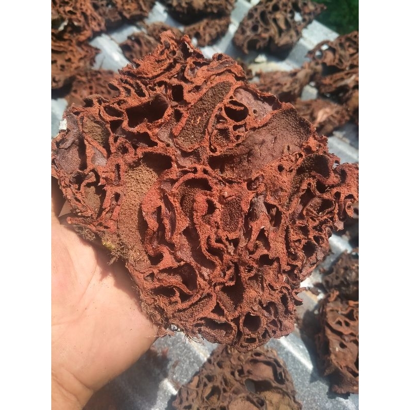 

Herbal Sarang Semut/AlamiObat kanker