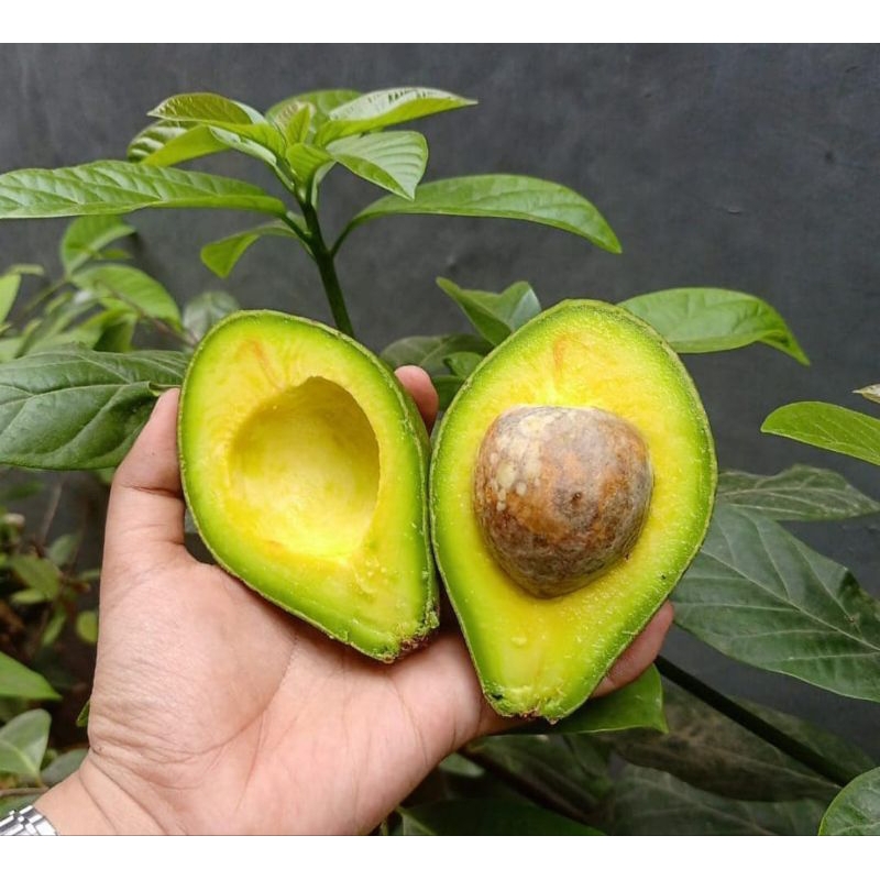 PAKET 5 BIBIT ALPUKAT(Bisa request jenis)