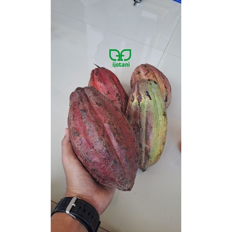 

Buah Kakao