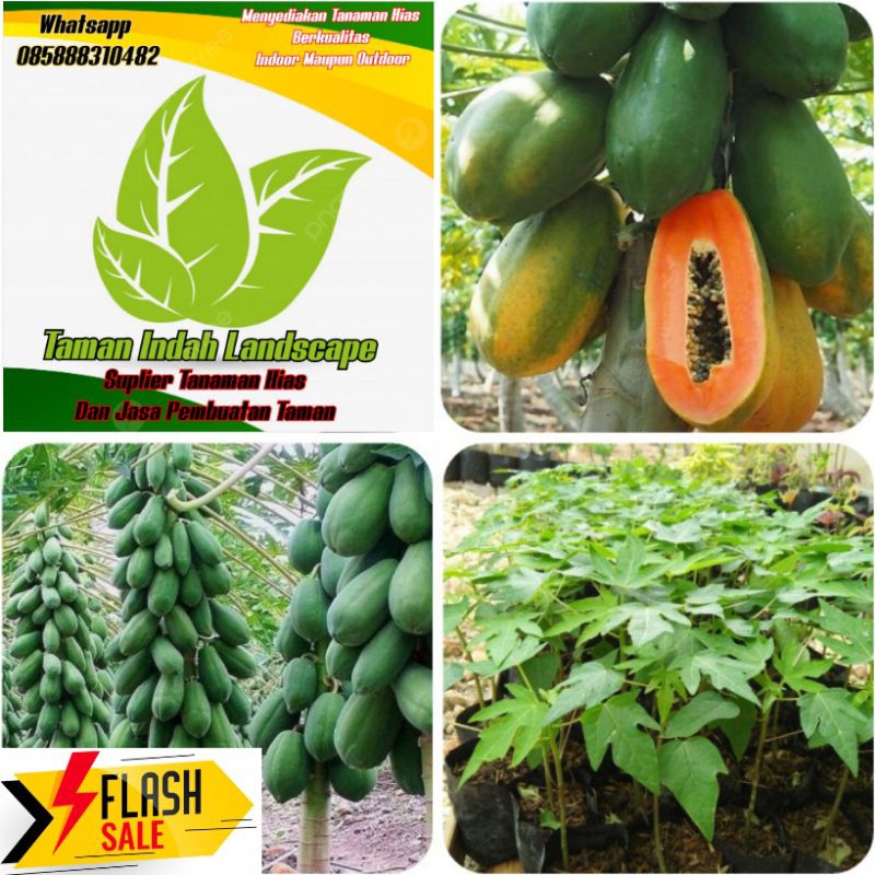 Pohon pepaya California bibit pohon pepaya california