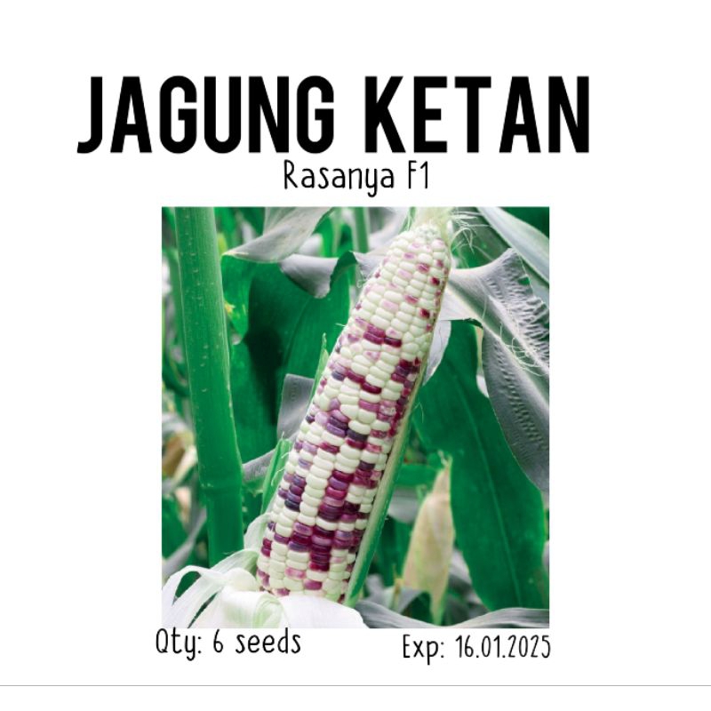 6 biji - benih jagung ketan putih ungu