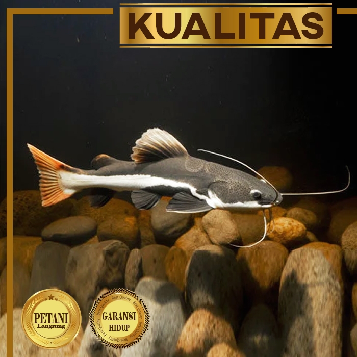 Red Tail Catfish (RTC) Ikan Hias Predator Hiasan Aquarium Aquascape