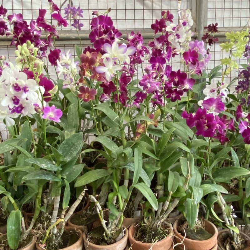 ( PROMO ) ANGGREK DENDROBIUM REMAJA SIAP BUNGA SPIKE - KNOP/ANGGREK DENDROBIUM SIAP BUNGA