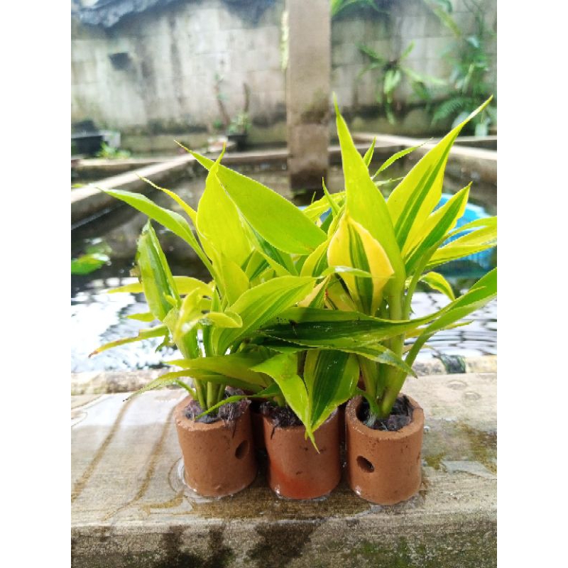 tanaman pot sri rejeki kuning hiasan akuarium isi 2pot