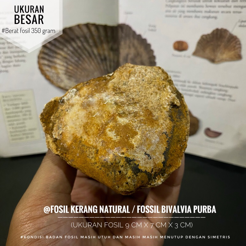 Fosil Kerang Natural A24 atau Fosil Keong atau Fossil Bivalvia atau Fosil Temuan atau Fosil Kijing
