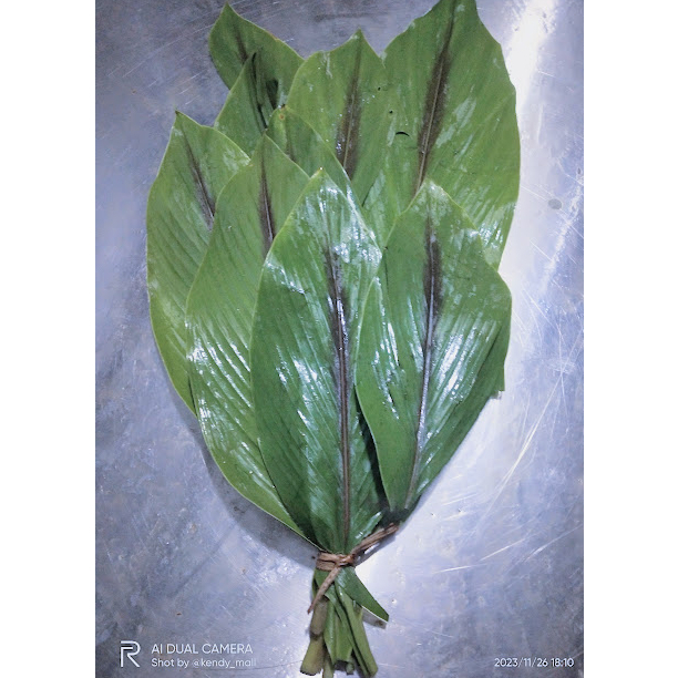 

Daun Kunyit Hitam Segar Alami