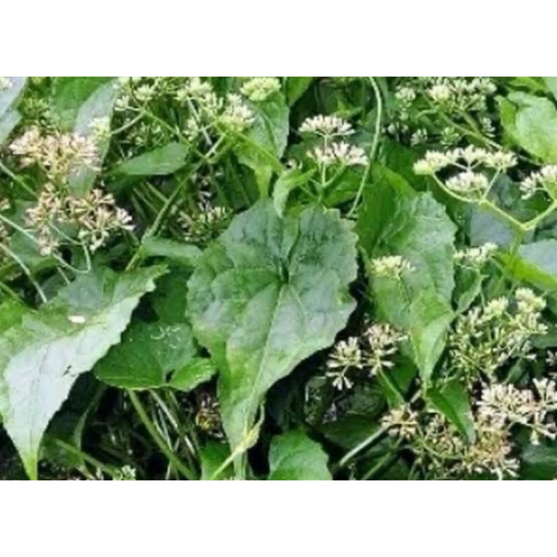 

Daun sembung rambat segar 1 kg petik langsung-az