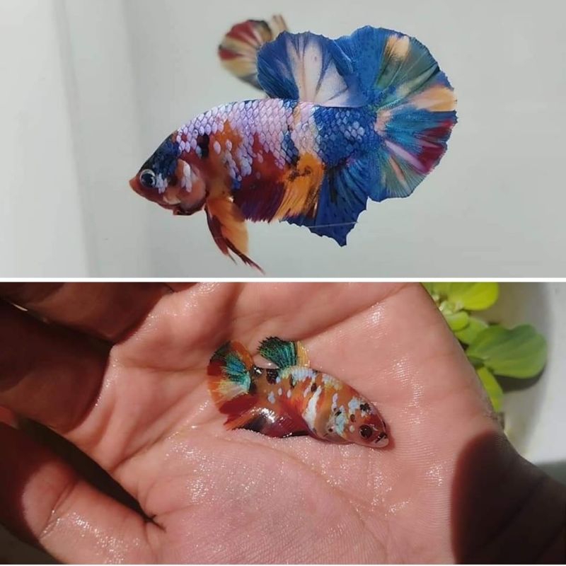 multi yellow base pair