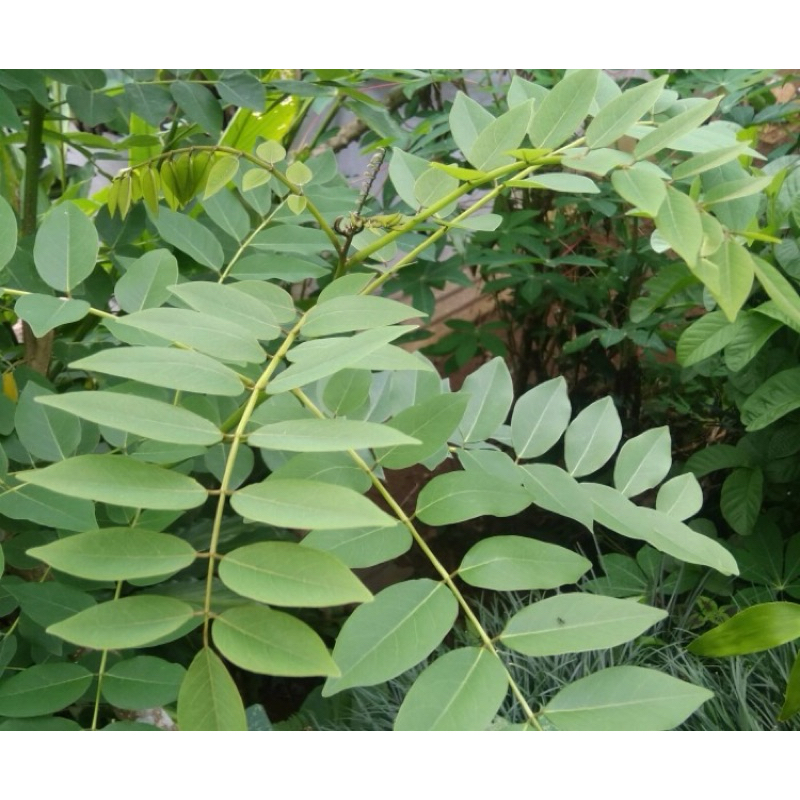 

Daun gamal segar 1 kg petik langsung-az