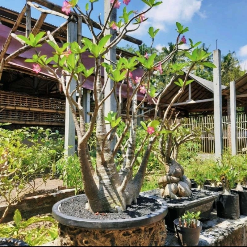 Adenium Arabicum Yaman ORIGINAL Langka| Bonsai Taman | Tinggi -+ 160 Cm | Dekor Hotel,Restoran,Rumah
