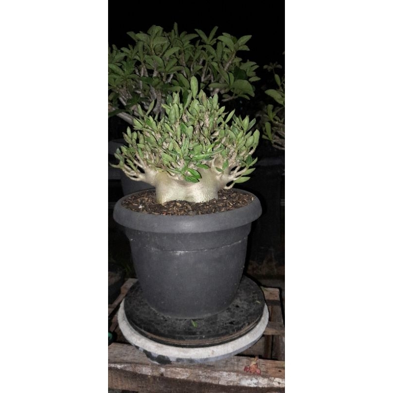 ADENIUM ARABICUM CABANG BRUTAL, ID GODJI X NOMSOD DD