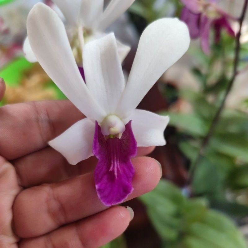 dendrobium bulat
