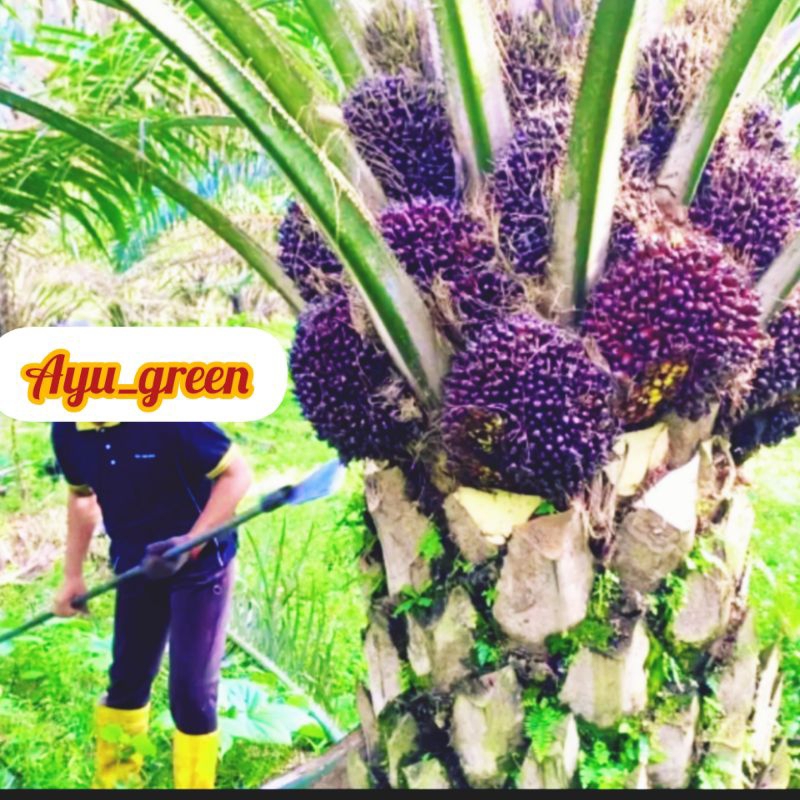 Benih Kecambah kelapa sawit DxP COSTARIKA