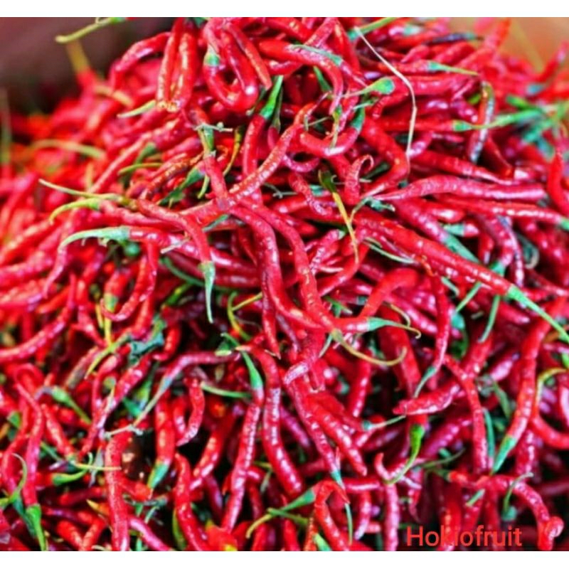 

Cabe Merah Kriting/ hokkysayur19