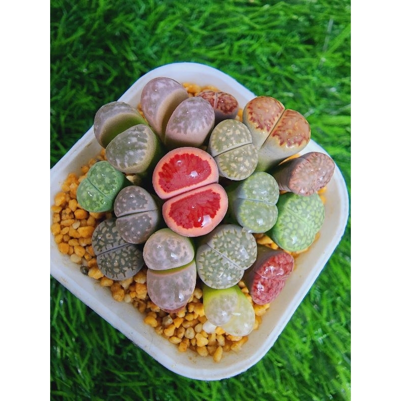 Colorful Lithops Premium - Lithops Variegata