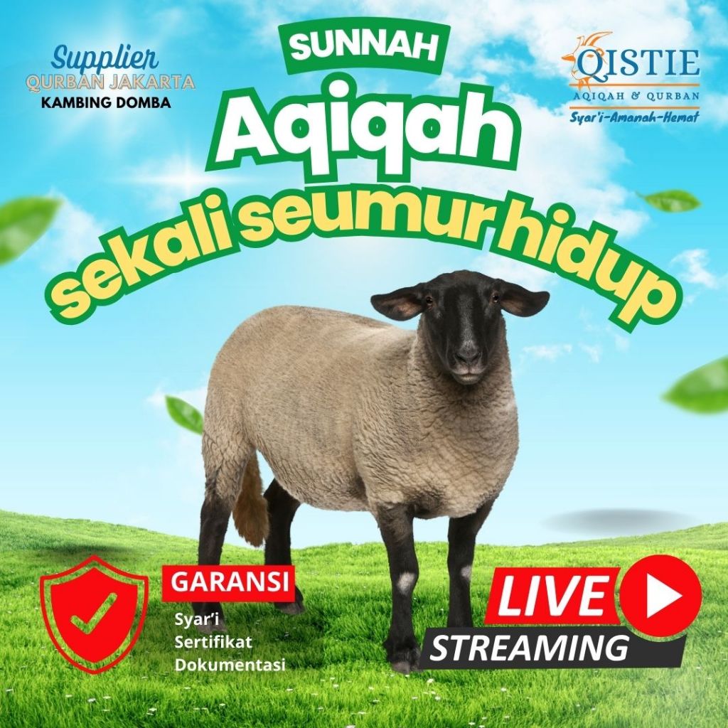 

Kambing Domba Aqiqah Qurban Nadzar Sunnah Kurban (kirim bersih siap olah)