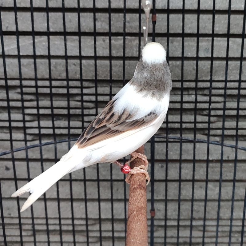 Kenari Panda Simetris Gacor Isian BT - Jantan (Only Instant Delivery)