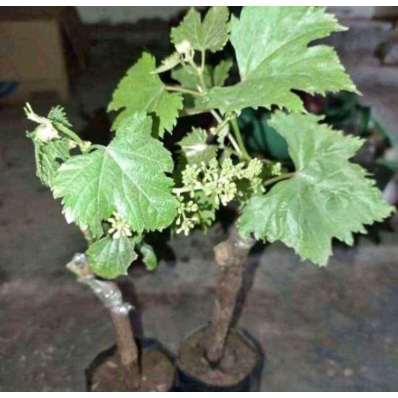 bibit anggur berbunga jenis import grafting