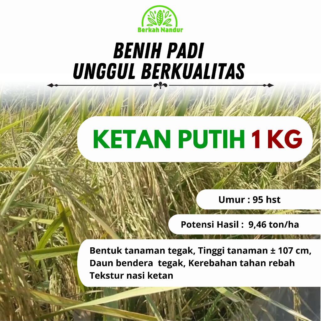 Benih Padi Ketan Putih 1 kg Padi Unggul