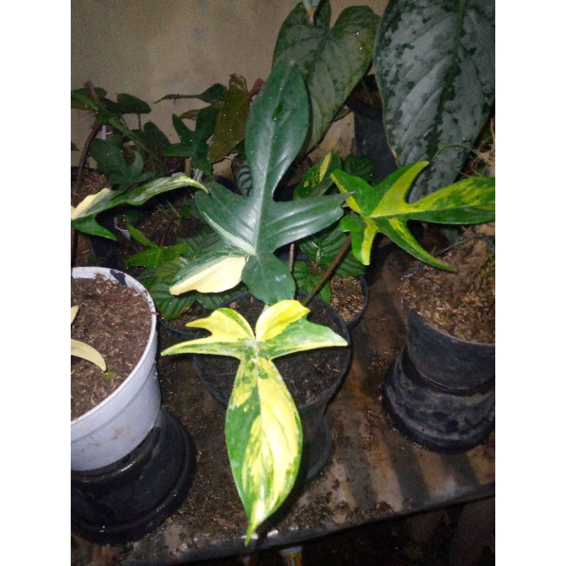 Philodendron Flobe Florida Beauty