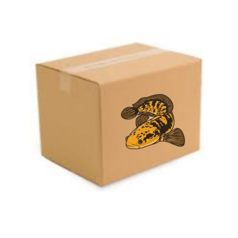 Box isi MARU YS 11-13CM dapet 3ekor