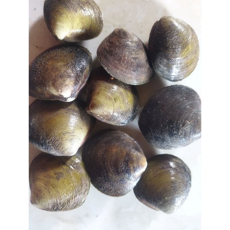 

kerang erosa atau totok