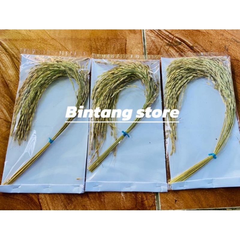 

Jual seikat padi ketan hitam prikat/padi ketan hitam