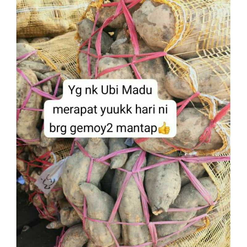 ubi madu cilembu 1kg