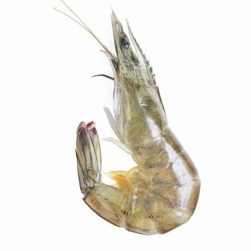 

[KIRIM INSTAN] Udang Vaname Besar 250gram