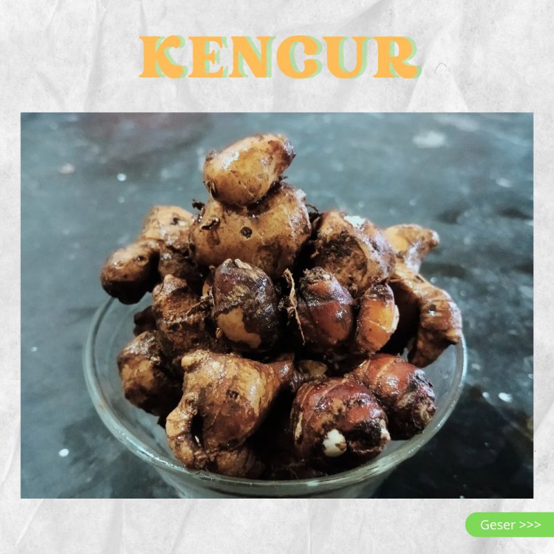 

KENCUR KUALITAS SUPER