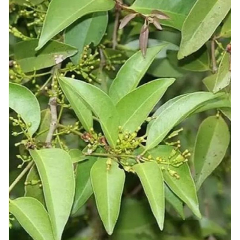 

Daun Benalu Segar Fresh