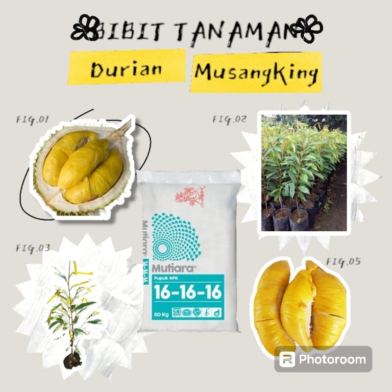 BIBIT TANAMAN DURIAN MUSANGKING + PUPUK NPK