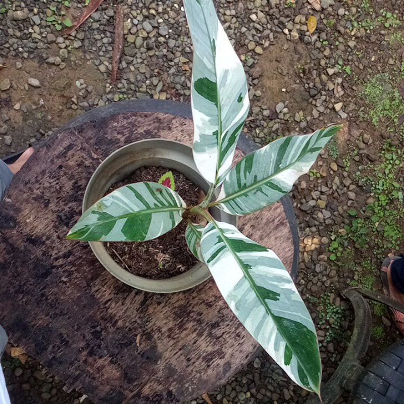 pisang florida varigata