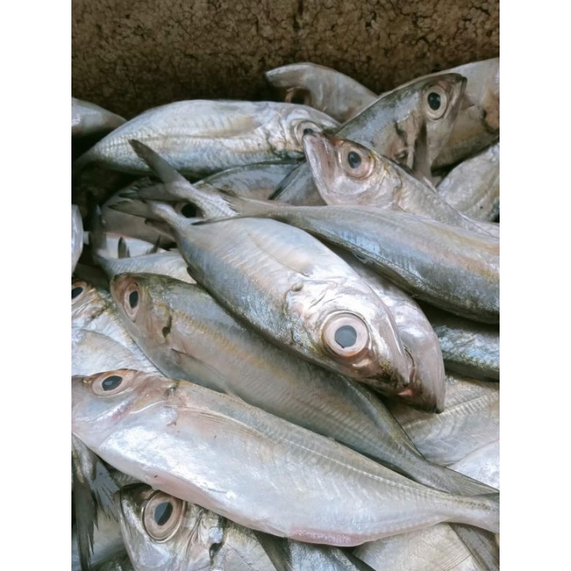 

IKAN KETOMBONG 1 KG