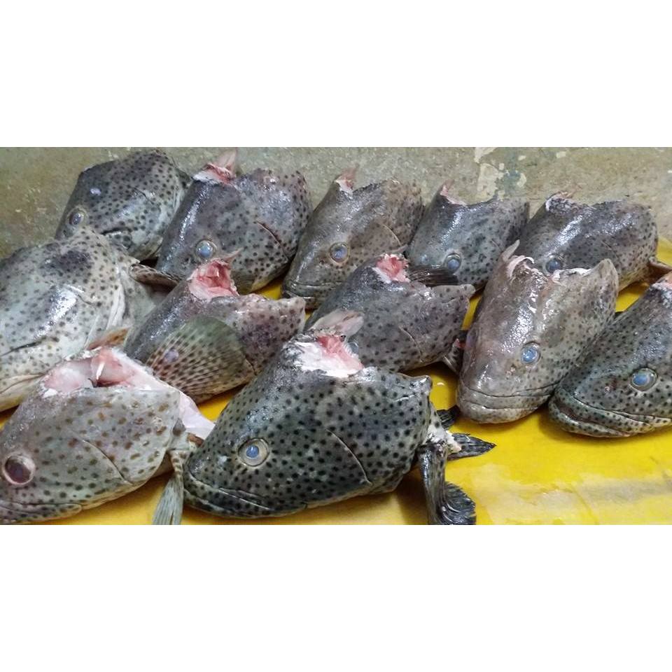 

kepala ikan kakap 1kg