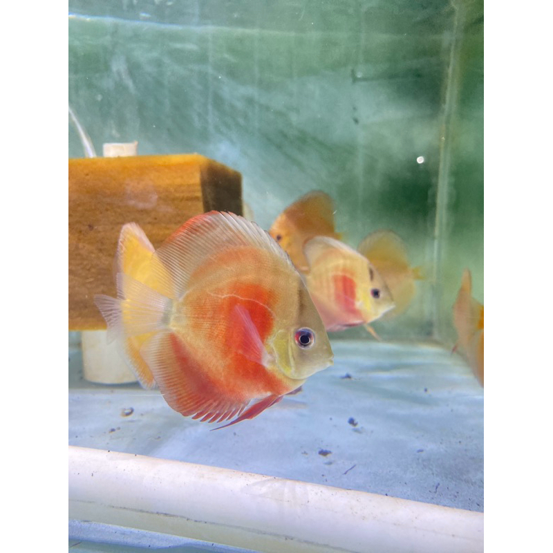 ikan discus sun merah