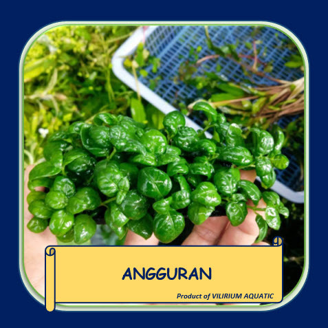 TANAMAN AQUASCAPE - ANGGURAN (MEDIA TANAM WABIKUSA)