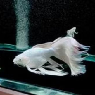 Koi Butterfly Hudielong