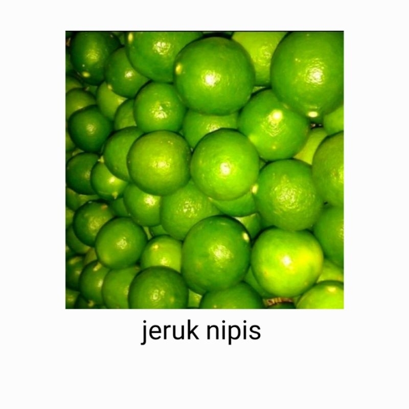 

jeruk nipis segar