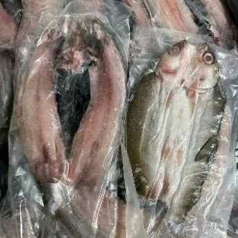 

BANDENG LAUT CABUT DURI 1 EKOR BERAT KURLEB 200 GRAM