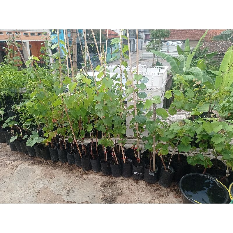 Bibit Anggur Import Jupiter Valid Bergaransi