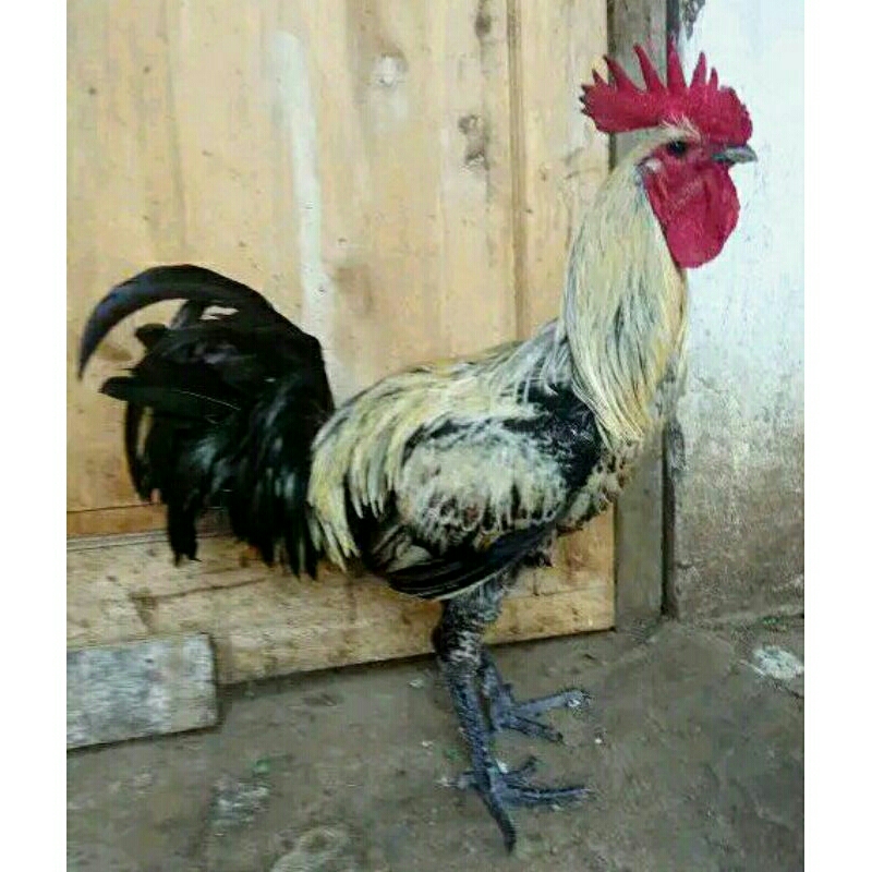 Sepasang ayam indukan kampung campur pelung