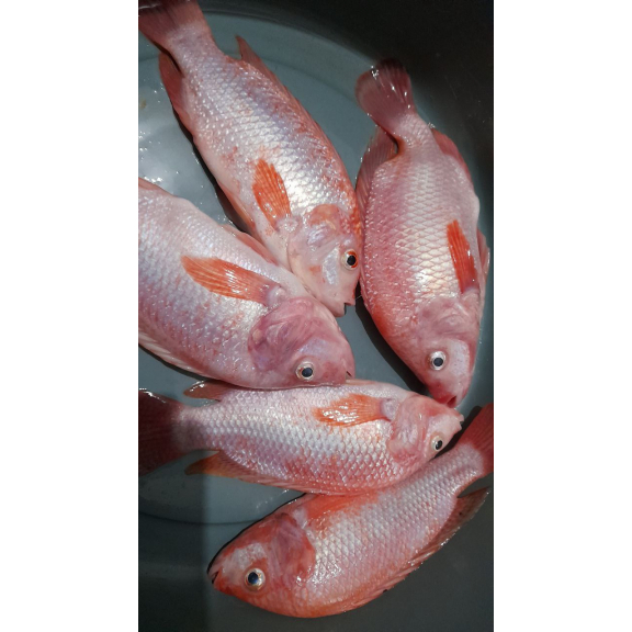 

Ikan Nila Merah Segar 1 Kg sudah bersih dari jeroan dan sisik