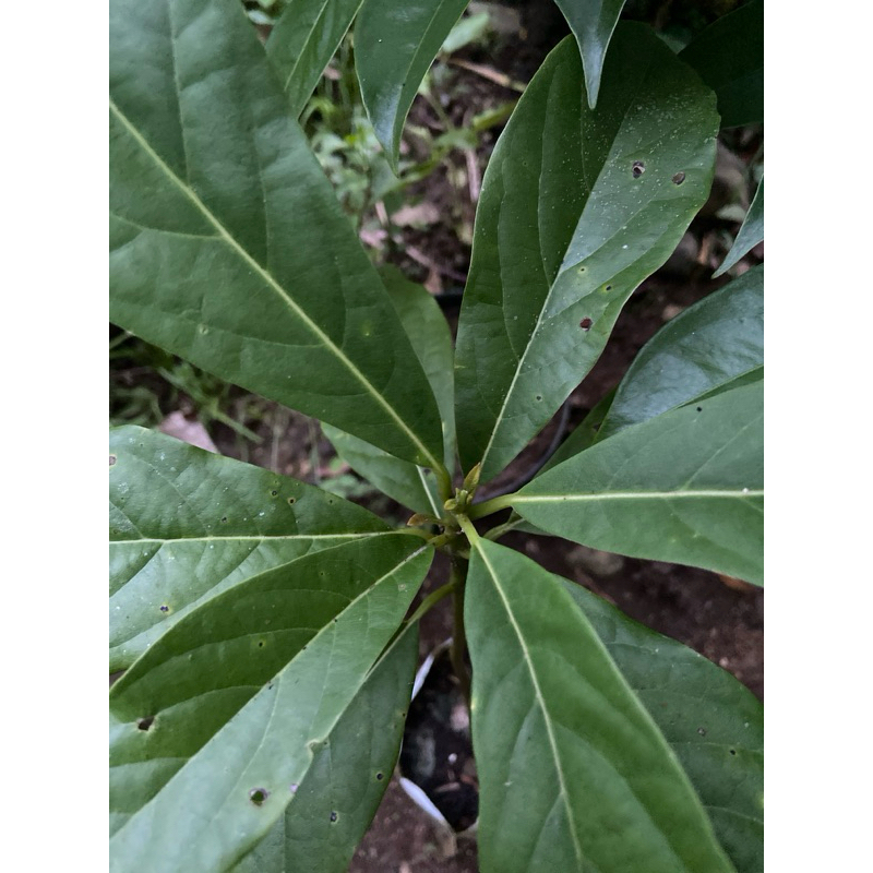 

Daun alpukat segar 1 kg petik langsung-az