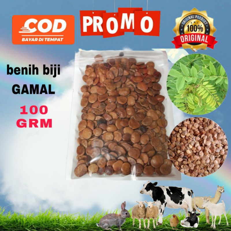 benih biji bibit gamal 100 gr benih biji gamal pakan ternak 100 gr