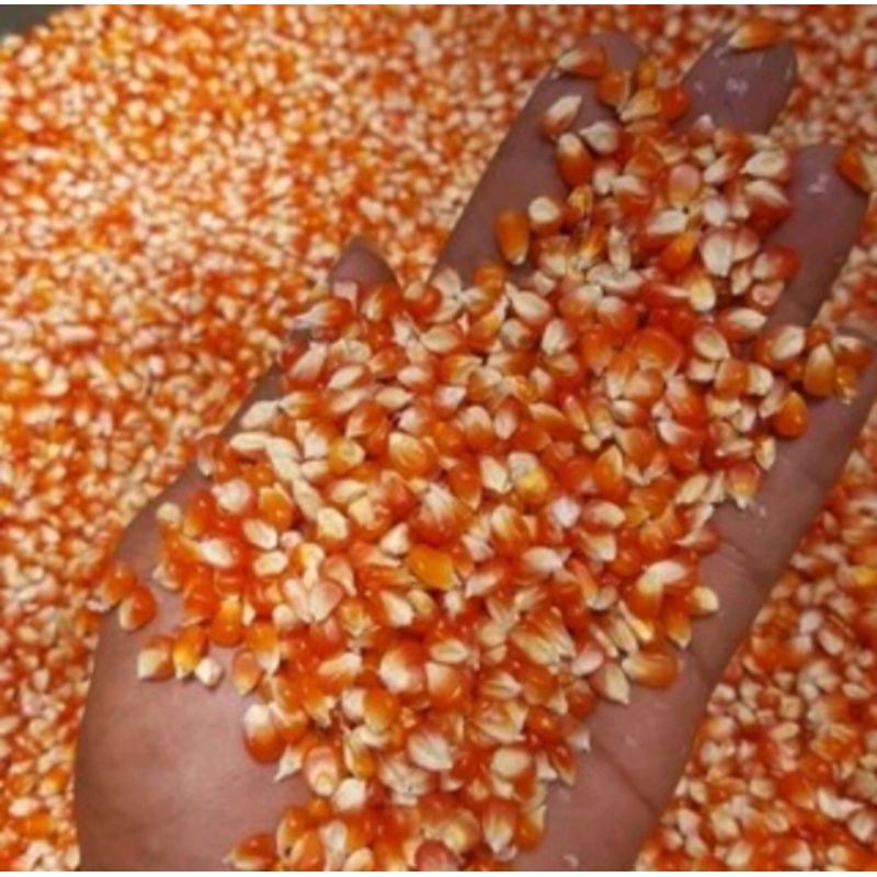 jagung unyil / jagung kristal 1 kg / jagung mini pakan merpati