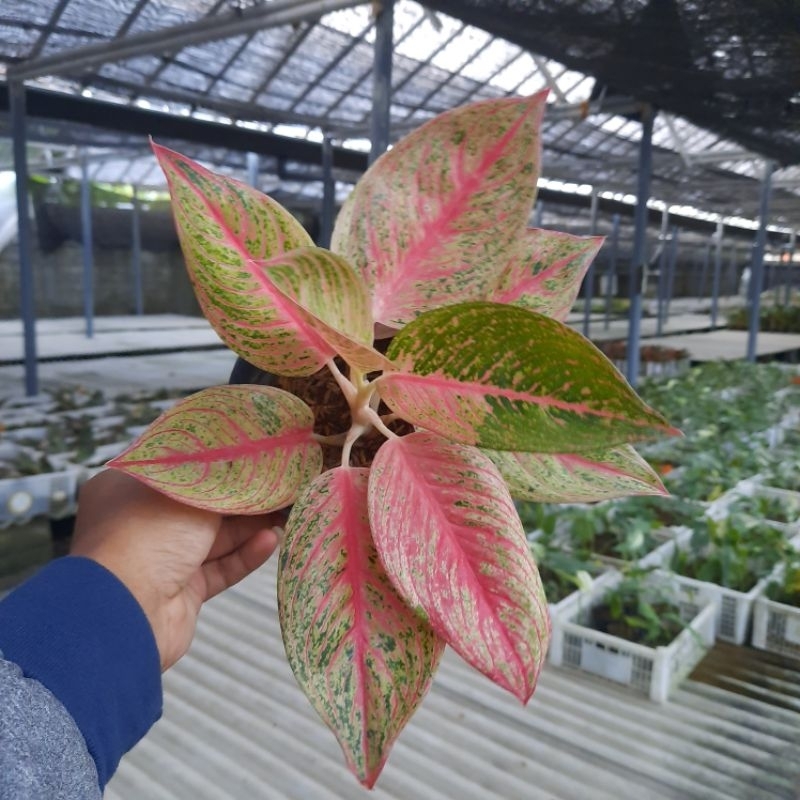 Aglonema Legacy Merah-Tanaman Hias Aglonema Legacy Merah 4-6 Daun