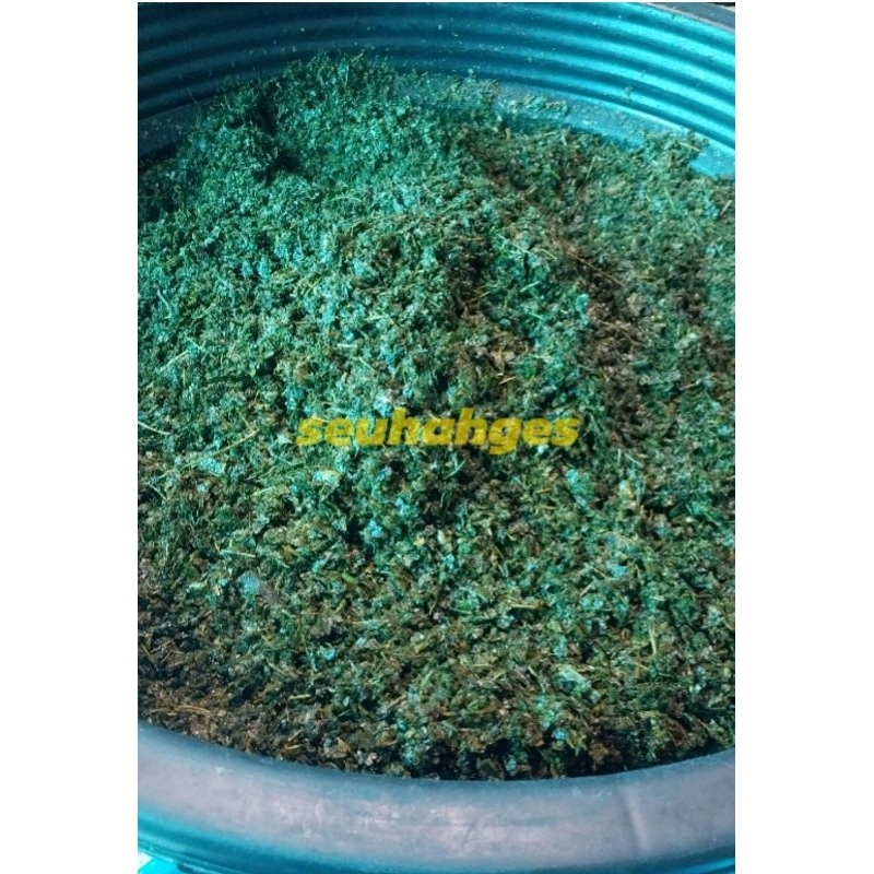 

Daun Jeruk Purut Tabur 1Kg Segar Tanpa Batang