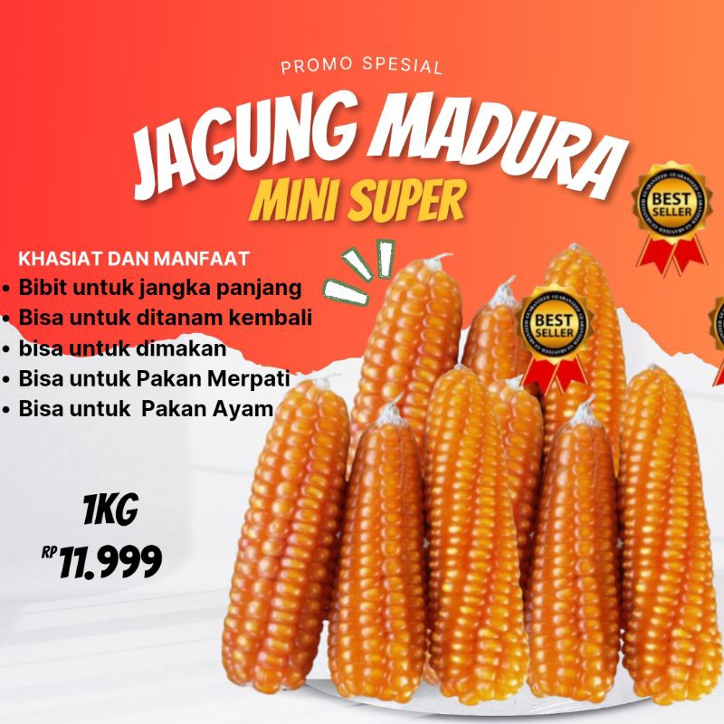 

Jagung madura asli super mini 1kg tanpa dipipil Ramdom
